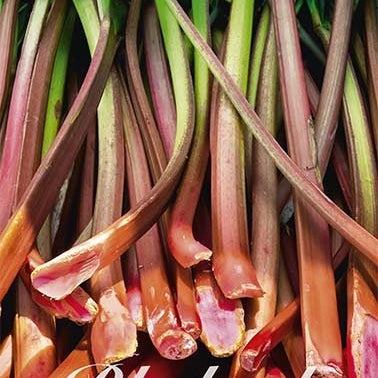 Rabarb-Rhubarb Holsteiner Blut 1-pack